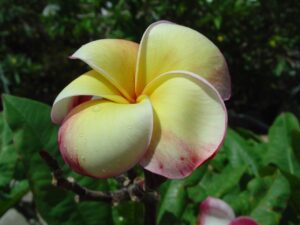 Thong Tavee Koon &ndash; J4 plumeria
