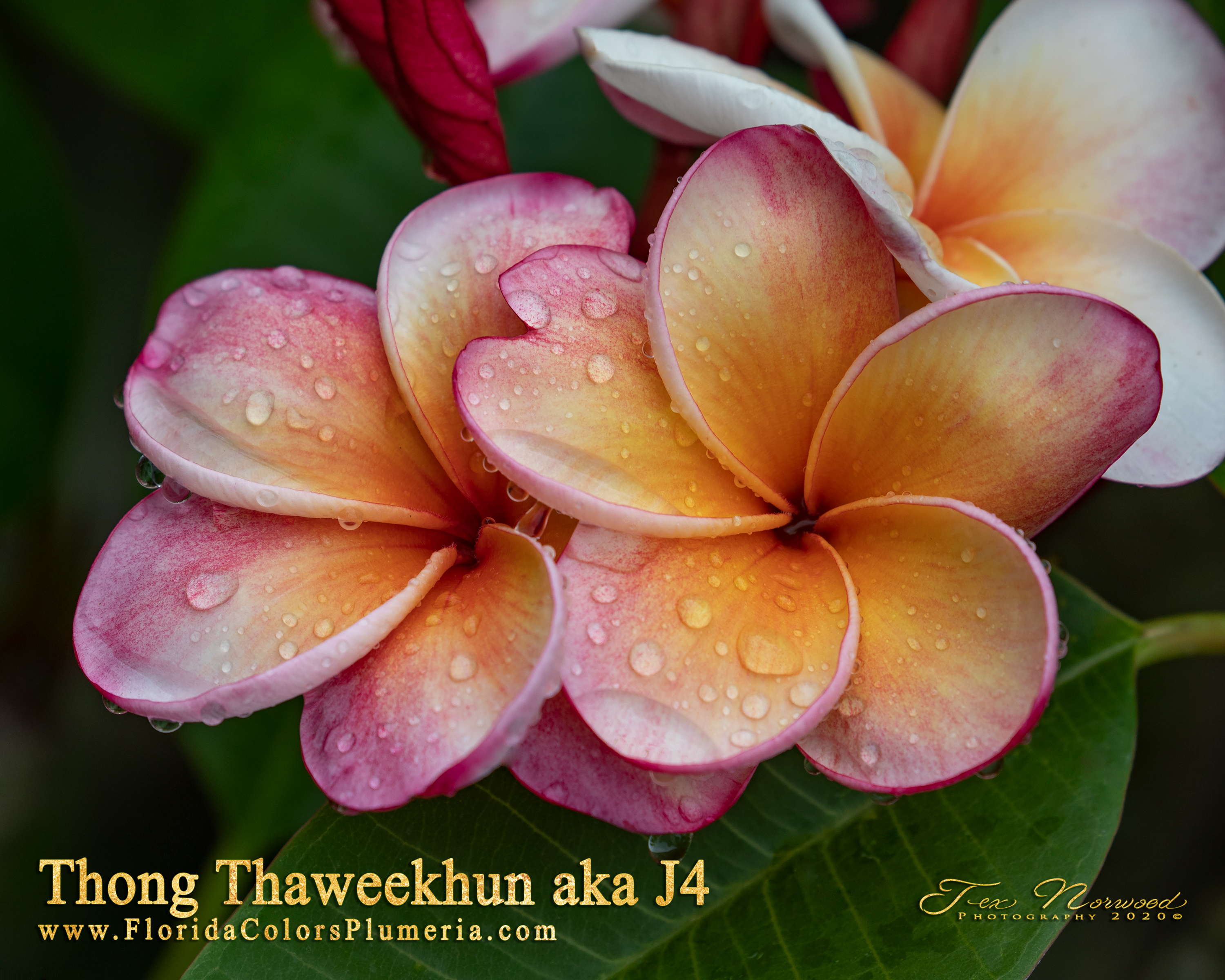 J4 plumeria photo