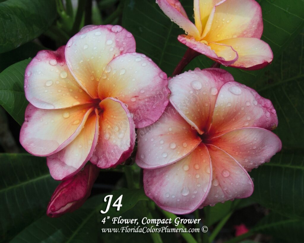 Thong Tavee Koon – J4 plumeria photo