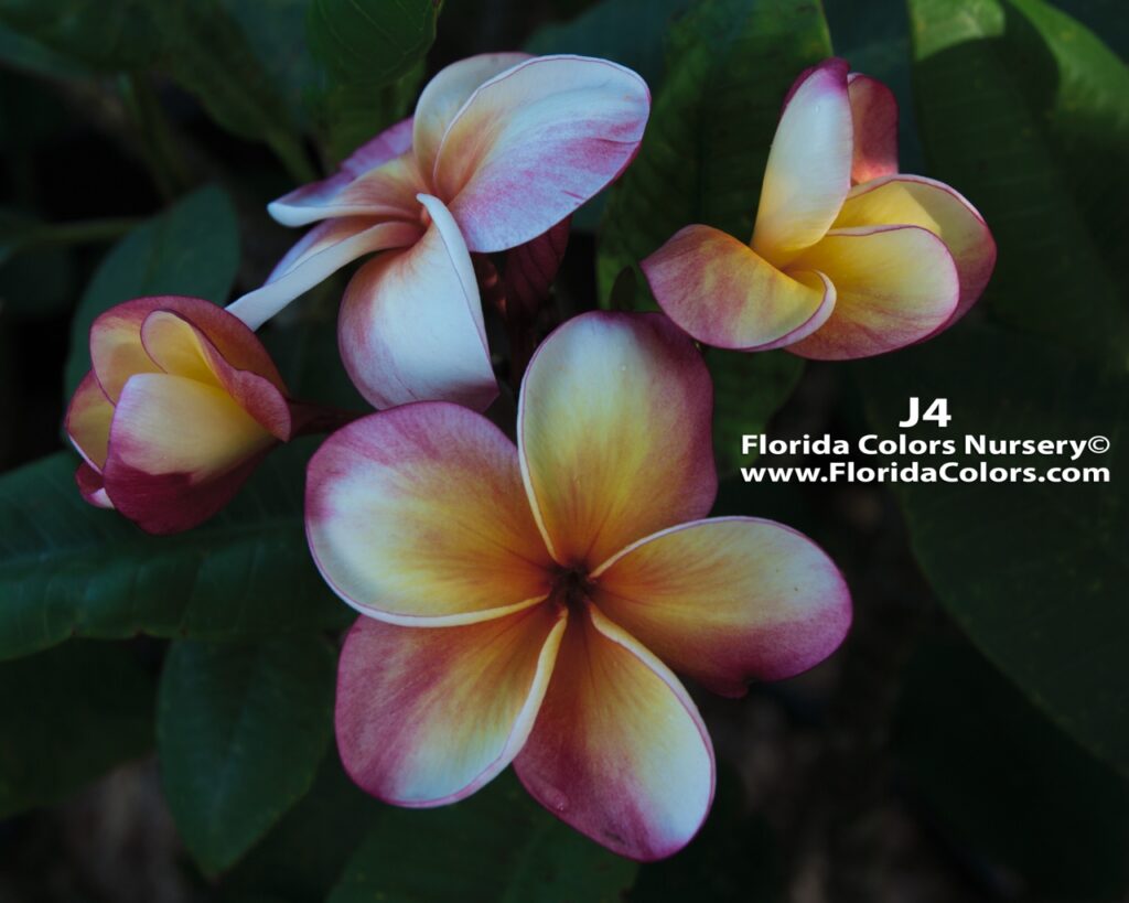Thong Tavee Koon – J4 plumeria photo