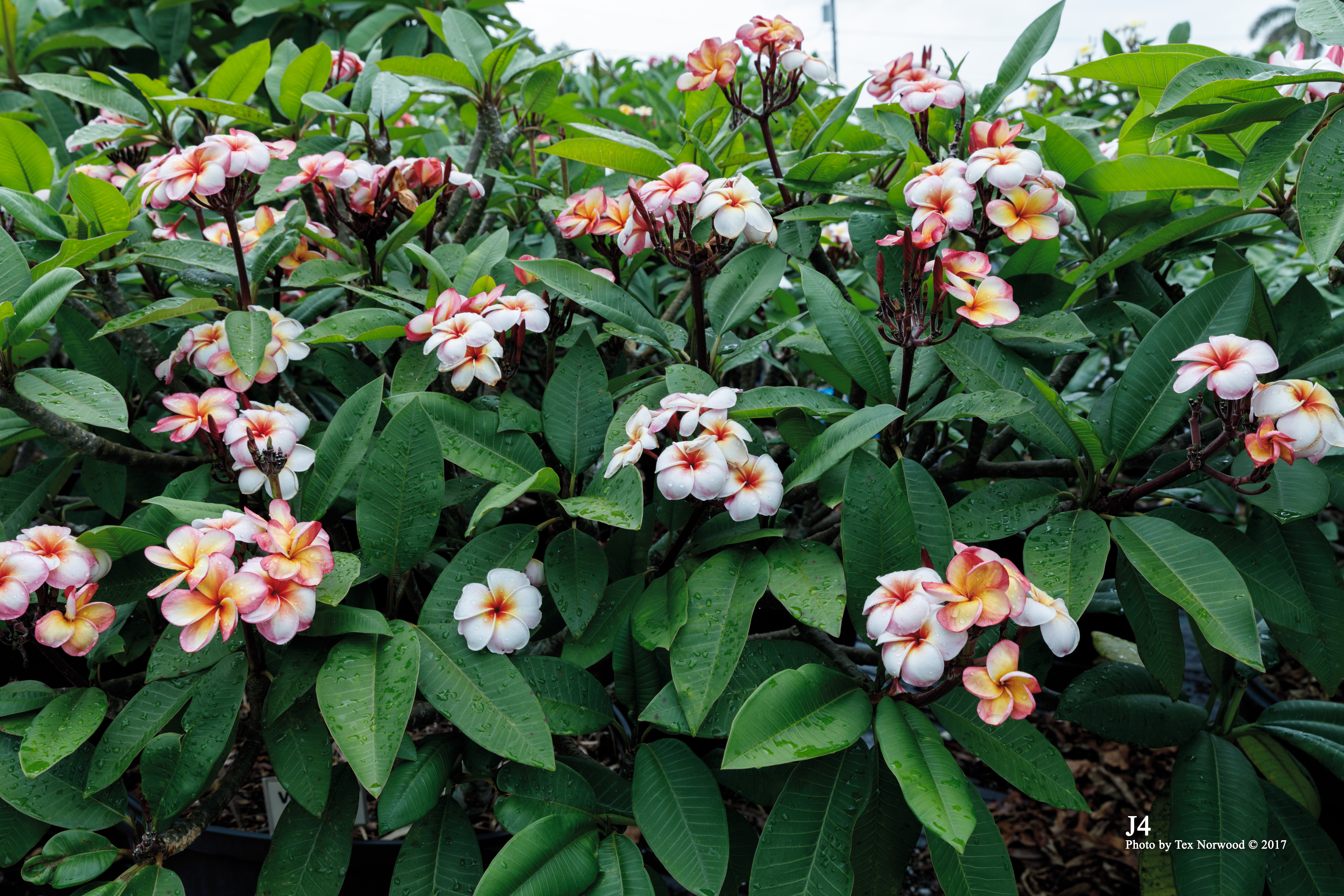 J4 plumeria photo