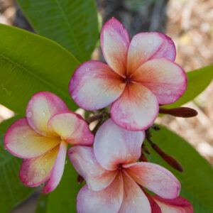 Thong Tavee Koon - J4 plumeria flower