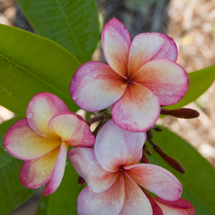 Thong Tavee Koon – J4 plumeria photo