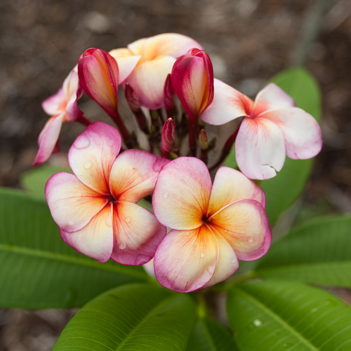 Thong Tavee Koon – J4 plumeria photo