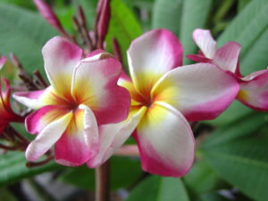 Jack 2 plumeria photo