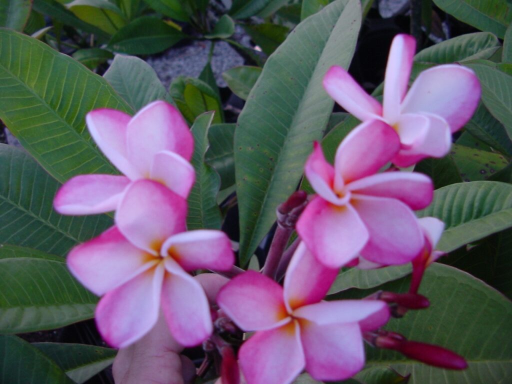 Jean Phillipe plumeria photo