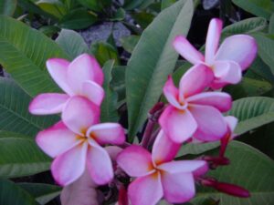 Jean Phillipe thumbnail