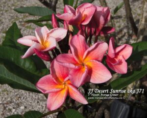Desert Sunrise - J71 plumeria photo