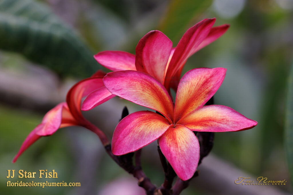 JJ Star Fish plumeria photo