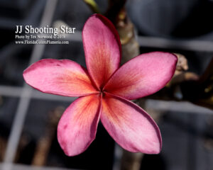 JJ Star Fish plumeria photo