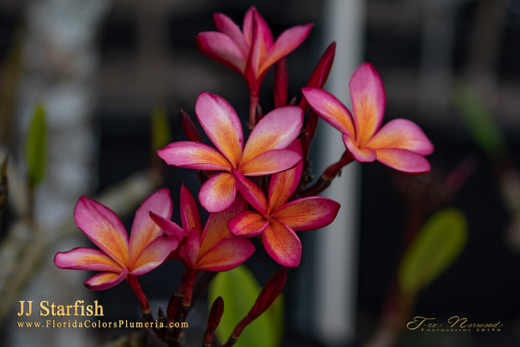 JJ Star Fish plumeria photo