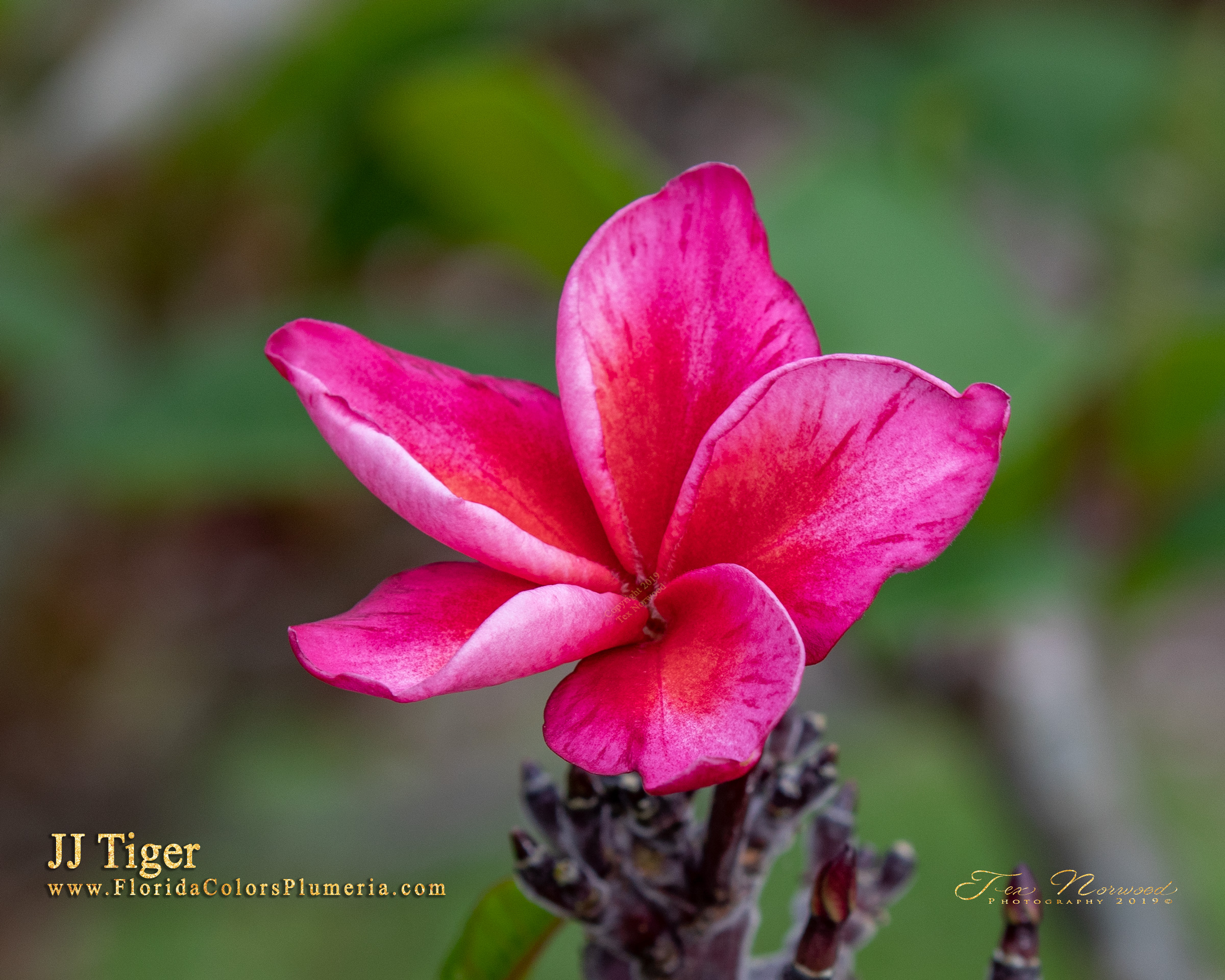 Tiger 2 plumeria photo