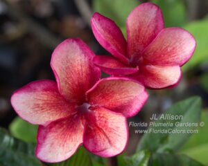 JL Allison plumeria photo