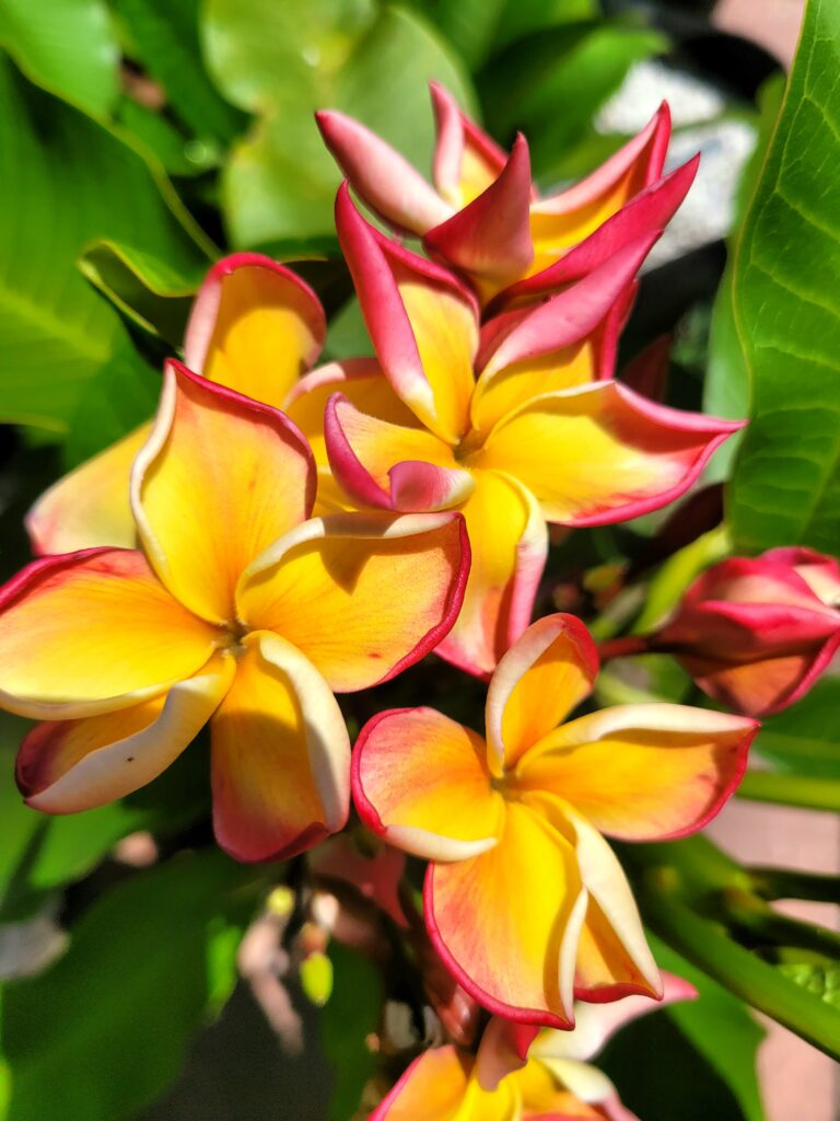JL Dane plumeria photo
