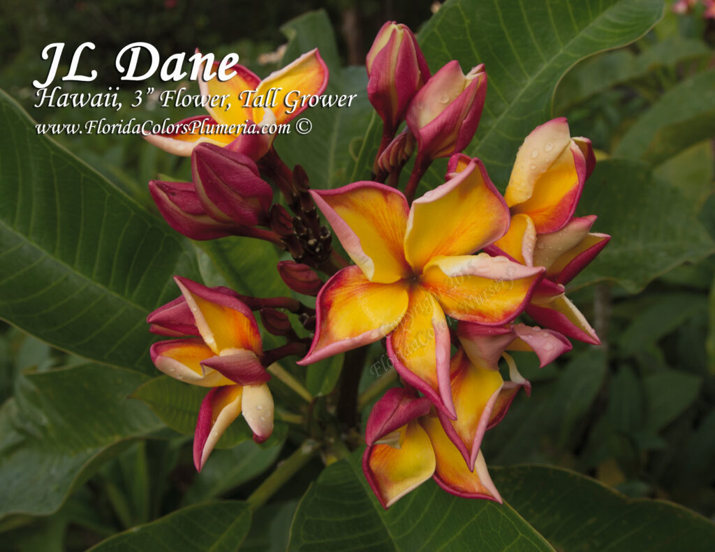 JL Dane plumeria photo