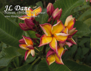 JL Dane plumeria