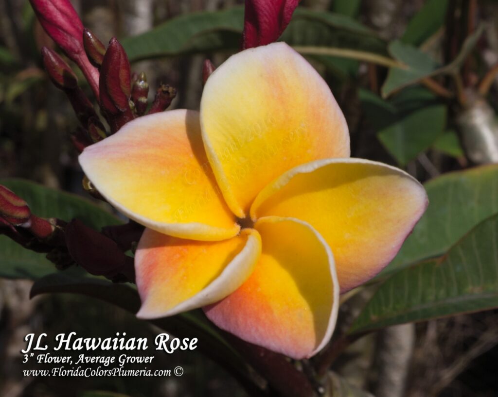 Hawaiian Rose plumeria photo