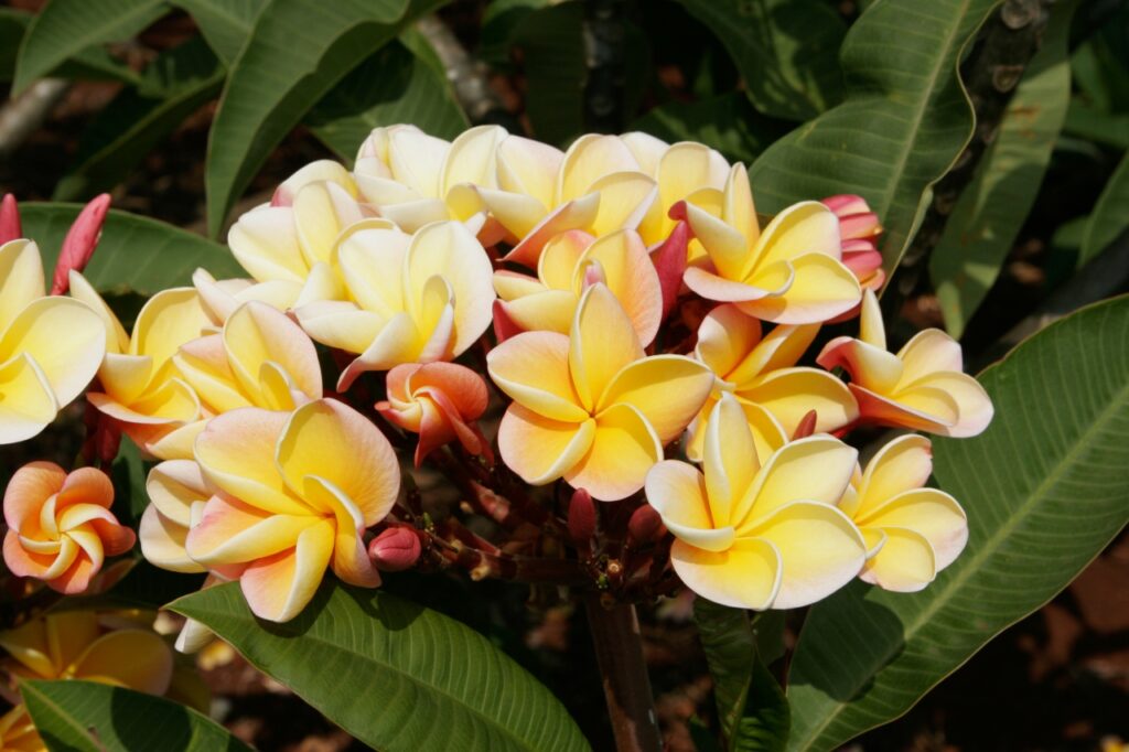Hawaiian Rose plumeria photo