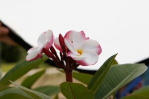 Pink Pansy plumeria photo