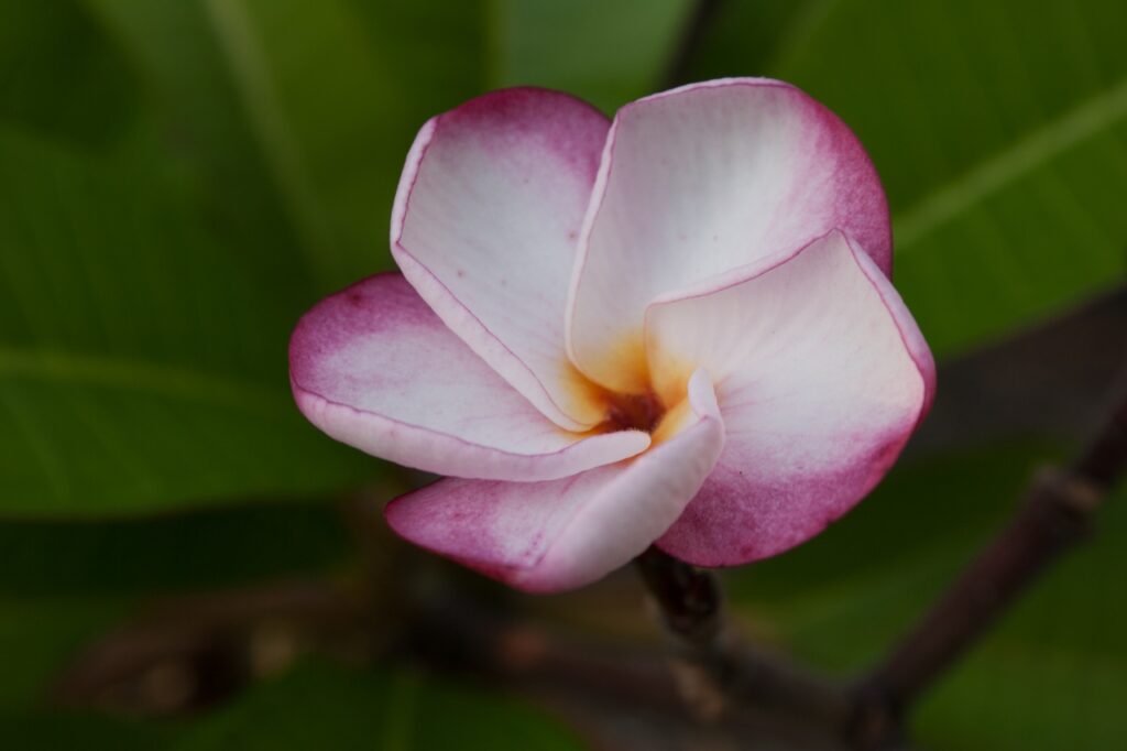 J.L. Pink Pansy plumeria photo