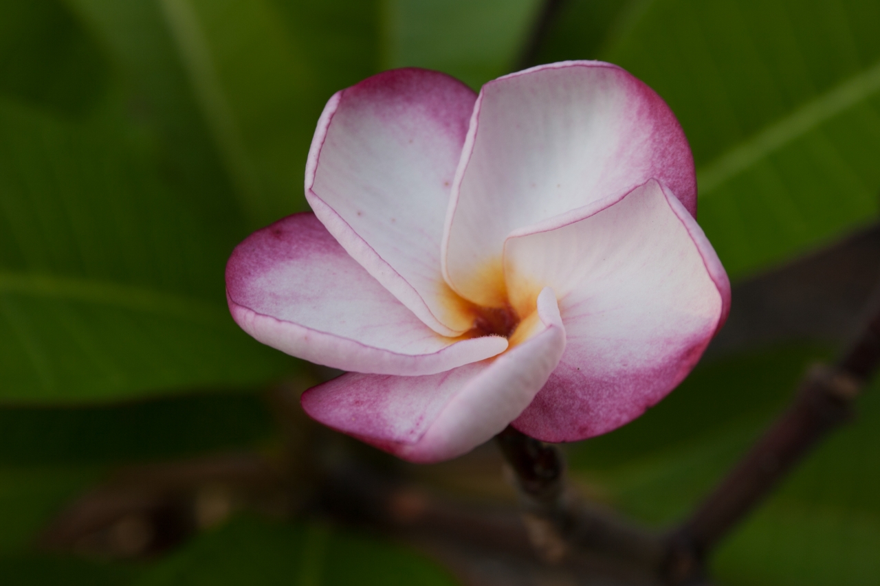 Pink Pansy plumeria photo