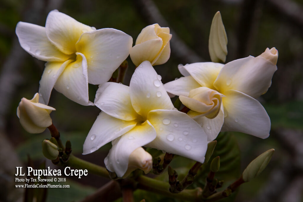 J.L. Pupukea Crepe plumeria photo