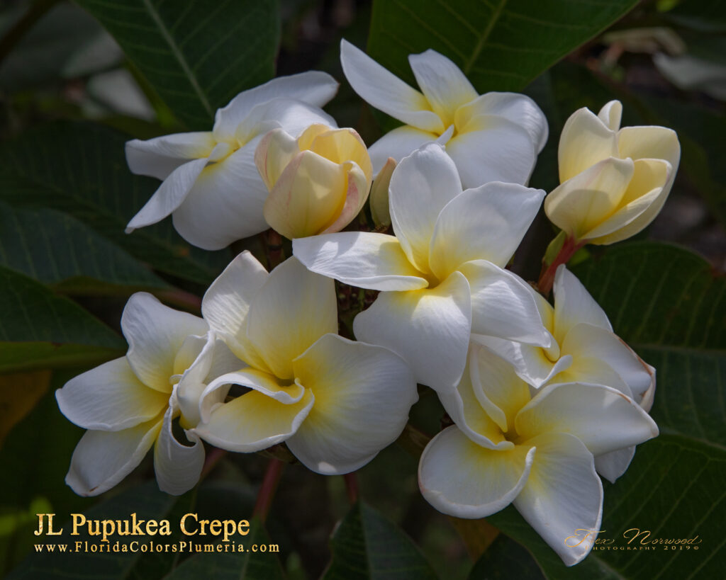 J.L. Pupukea Crepe plumeria photo