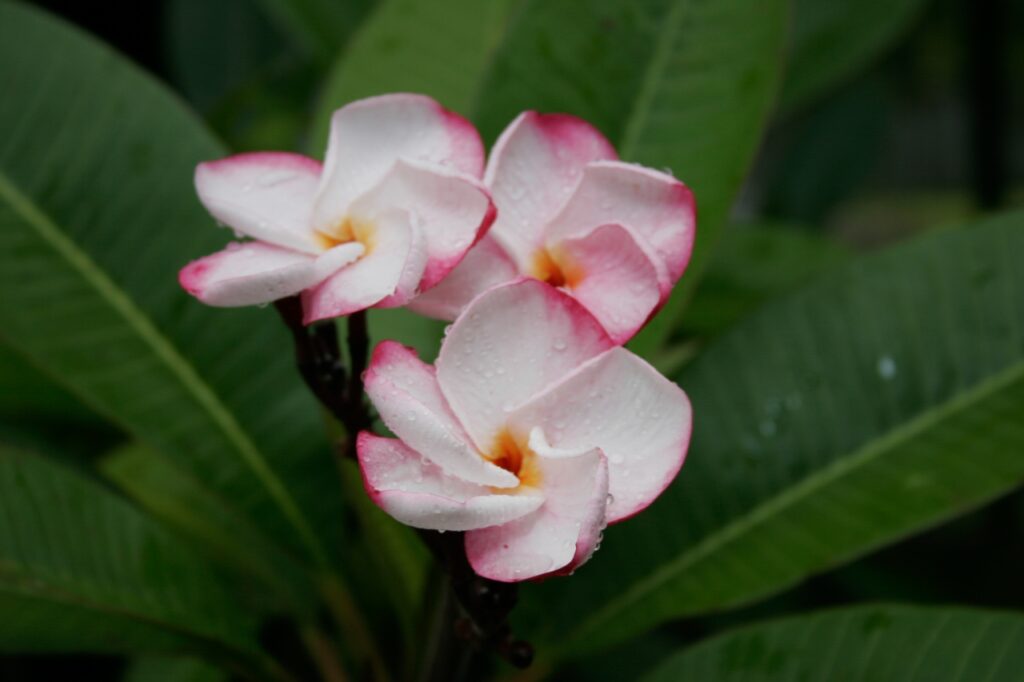 J.L. Pink Pansy plumeria photo