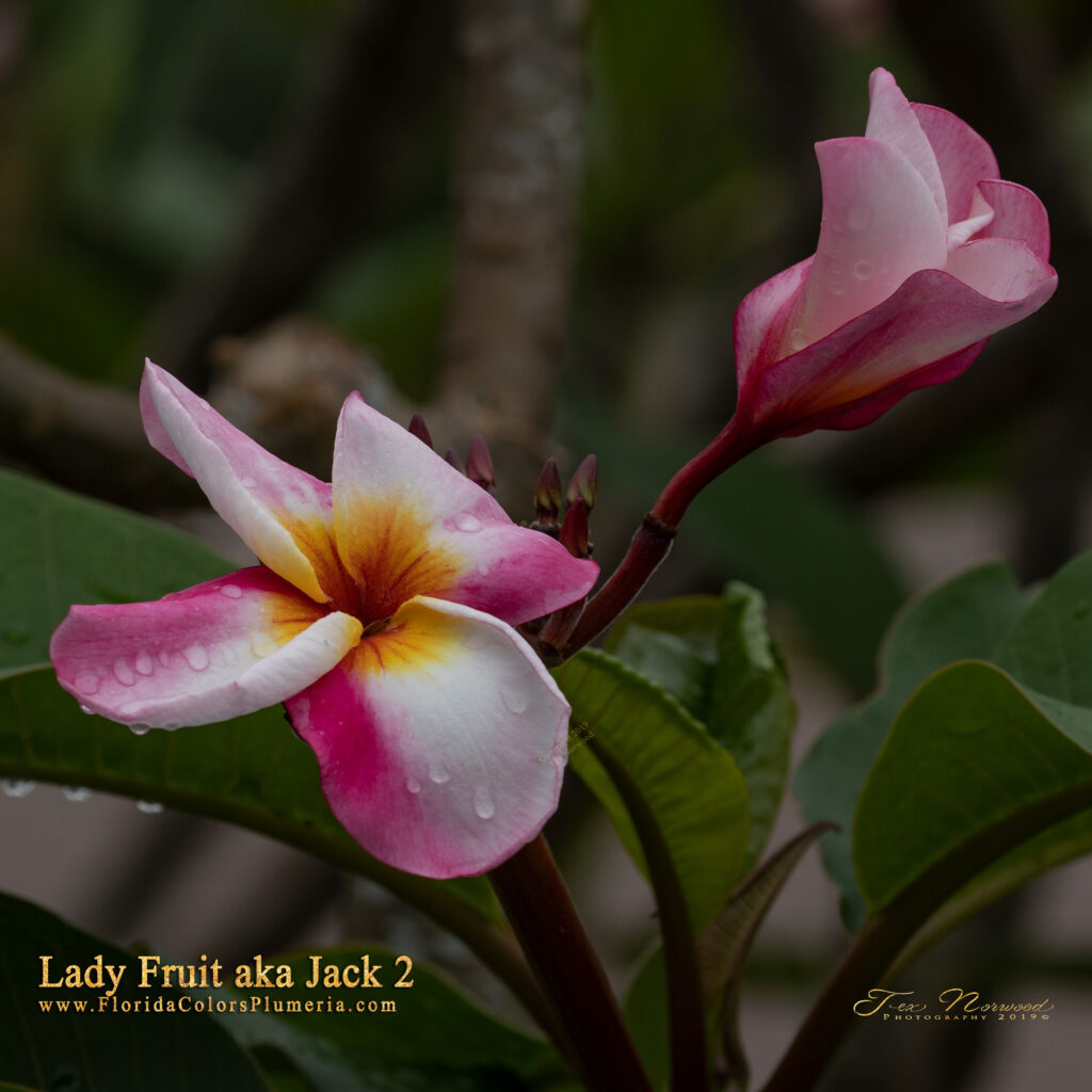 Jack 2 plumeria photo