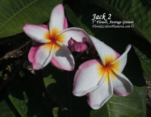 Jack 2 plumeria
