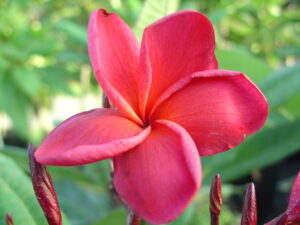 Jack Of Hearts plumeria photo
