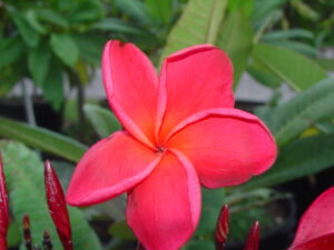 Jack Of Hearts plumeria photo