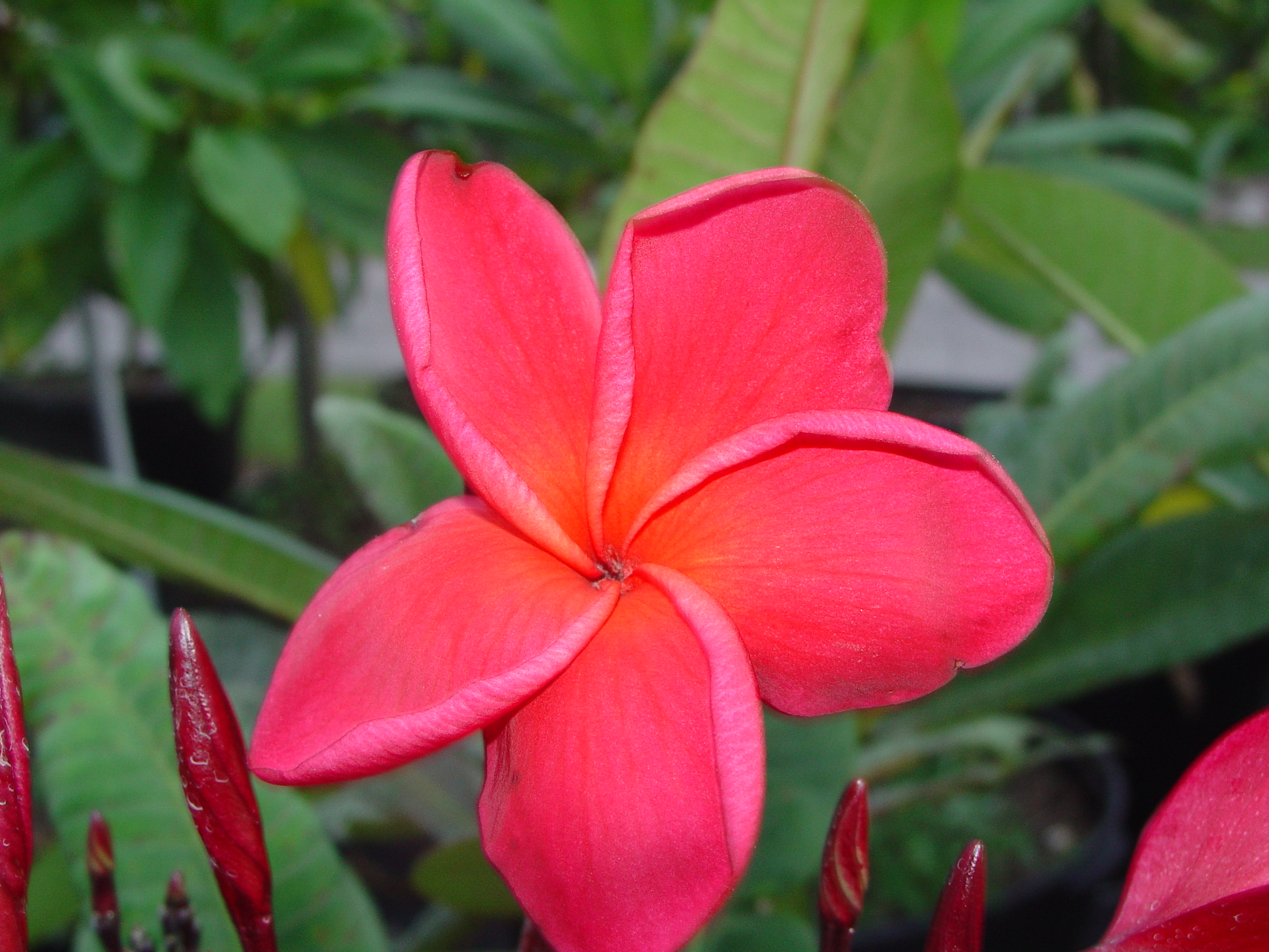 Jack Of Hearts plumeria photo