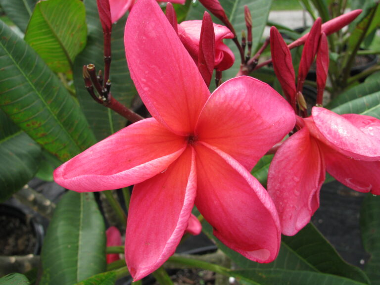 Jack Of Hearts plumeria photo
