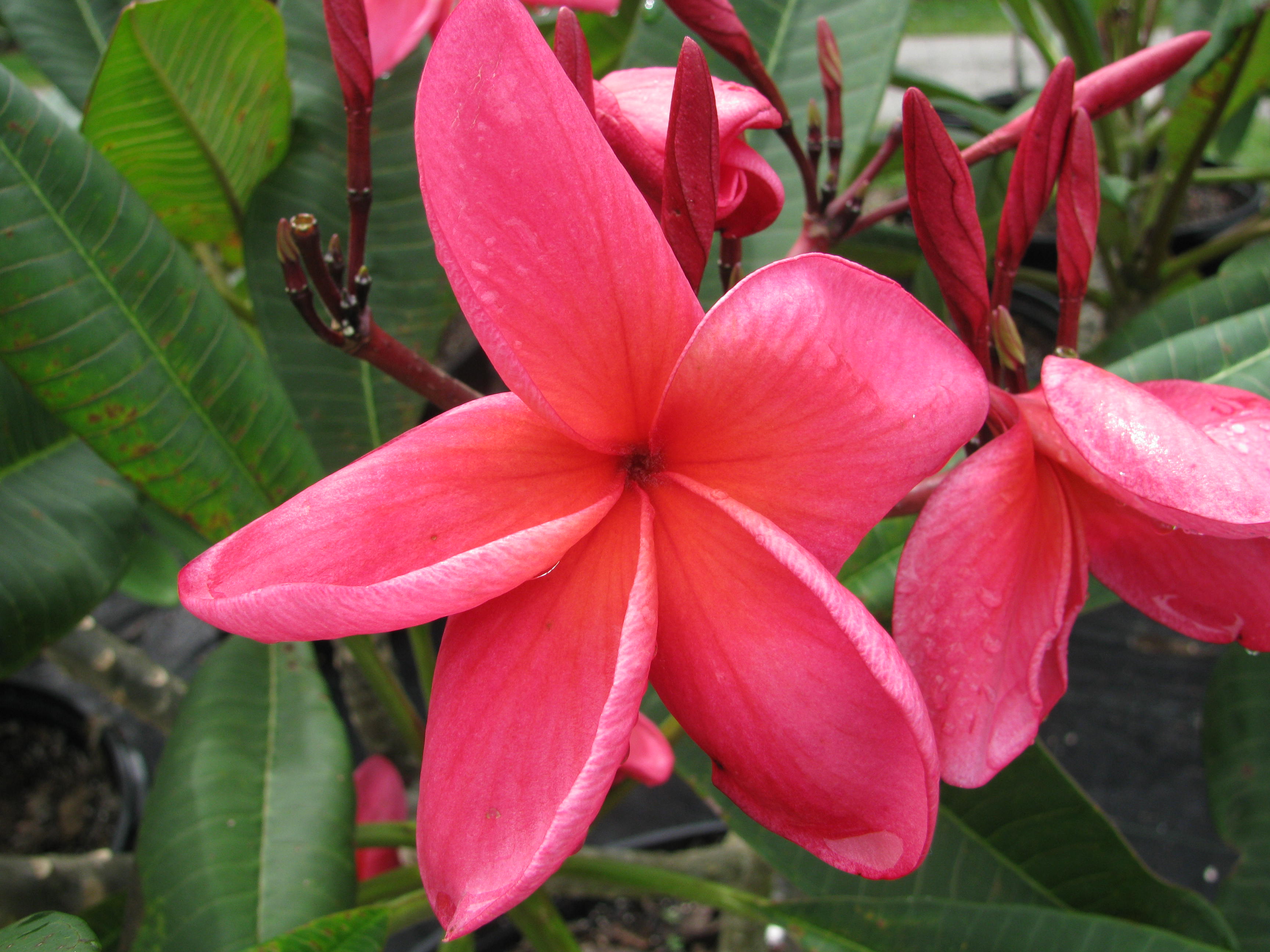 Jack Of Hearts plumeria photo