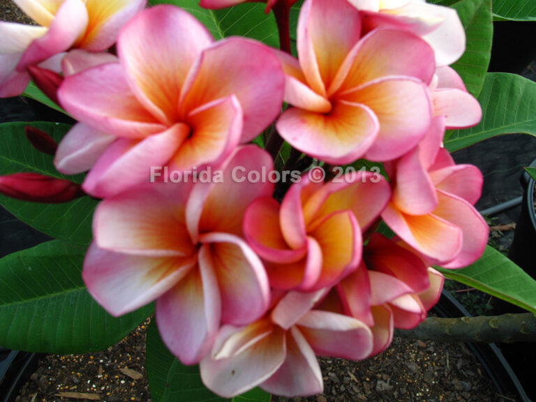 Jack Cup plumeria flower
