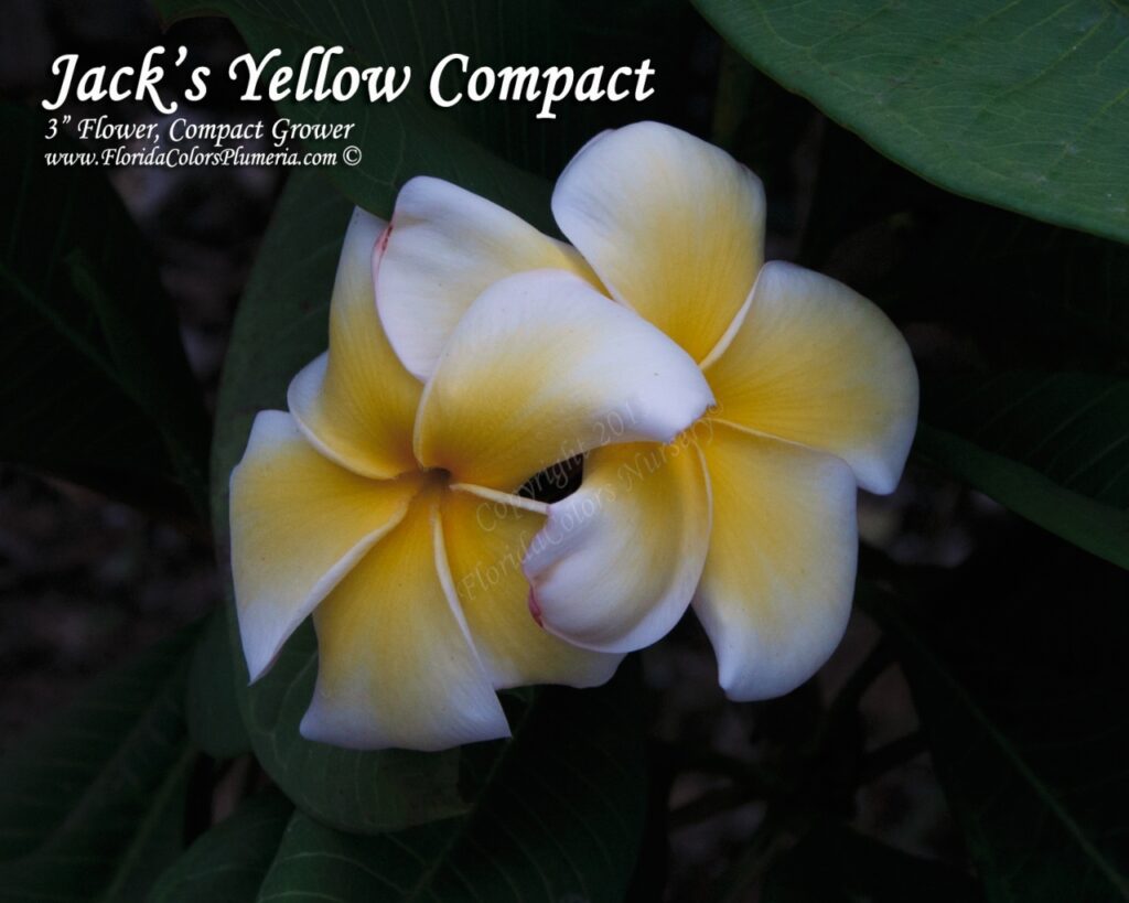 Jack’s Yellow Compact plumeria photo