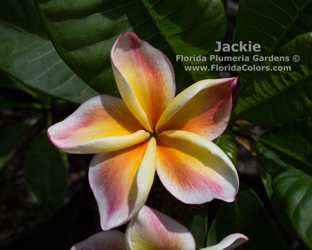 Jackie plumeria photo