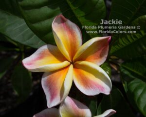 Jackie thumbnail