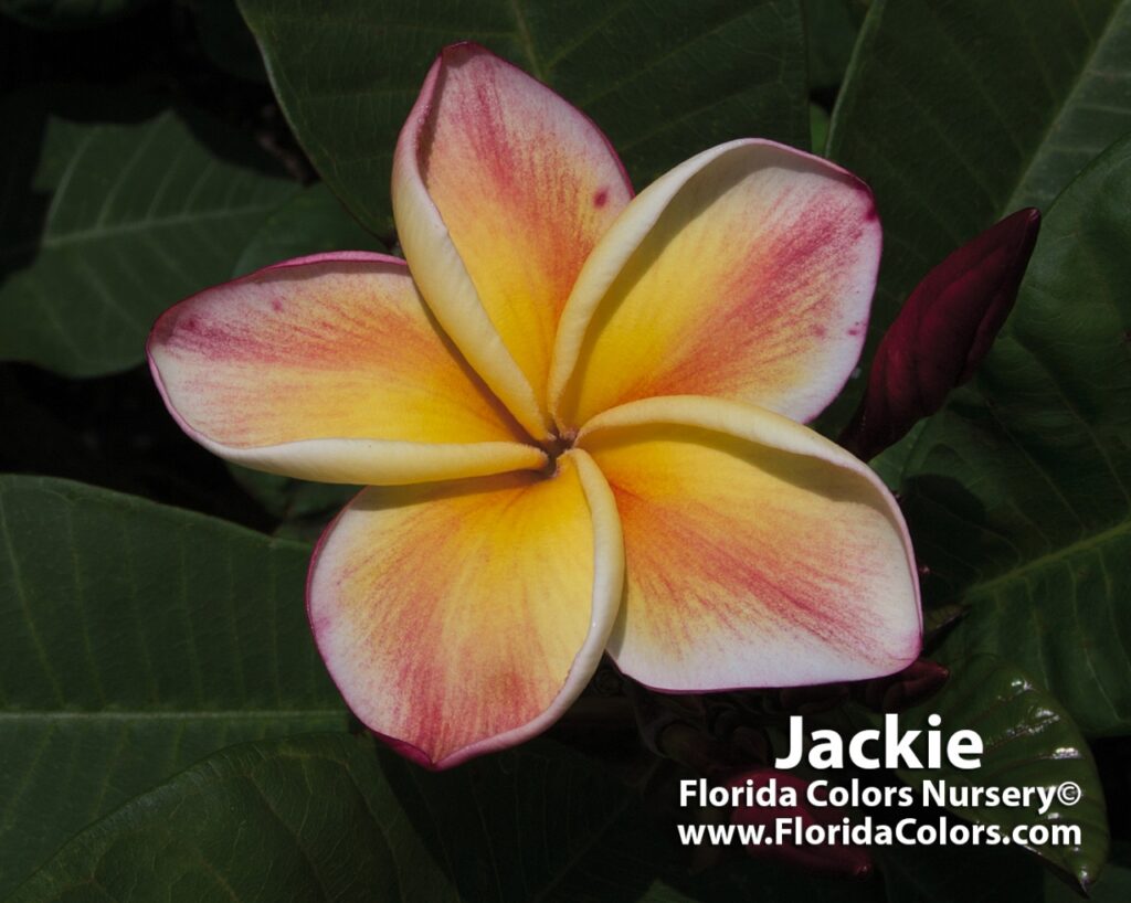 Jackie plumeria photo