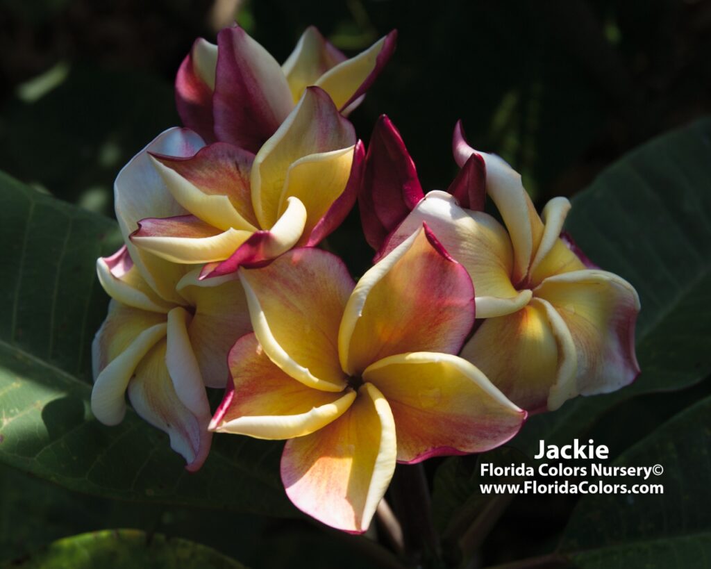 Jackie plumeria photo