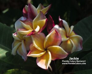 Jackie plumeria photo