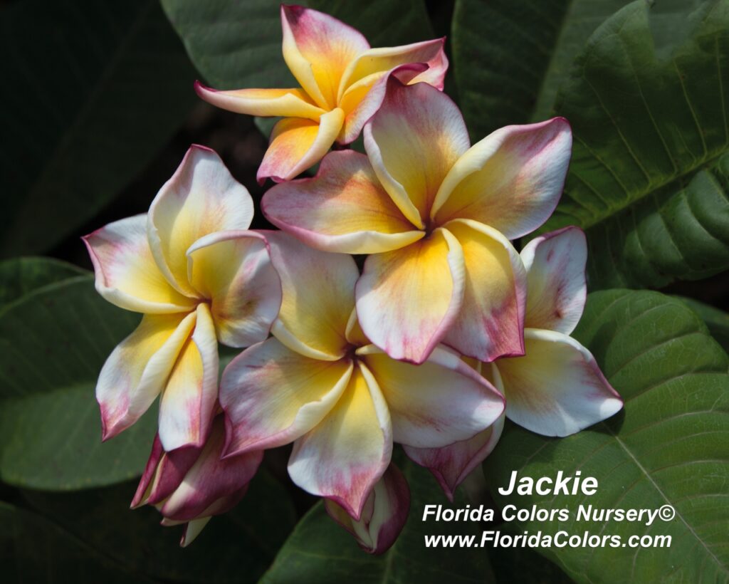Jackie plumeria photo
