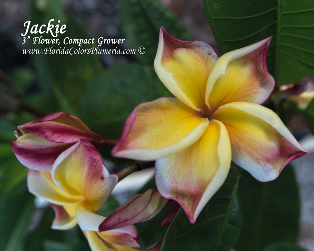 Jackie plumeria photo