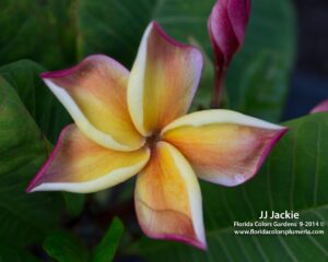 Jackie plumeria photo