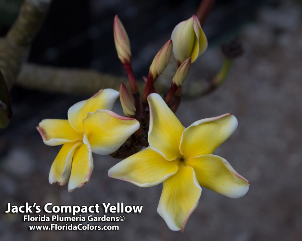 Jack’s Yellow Compact plumeria photo