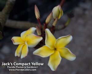 Jack's Yellow Compact plumeria photo