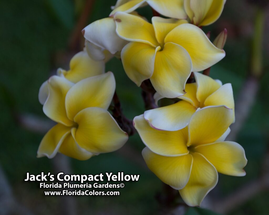 Jack’s Yellow Compact plumeria photo