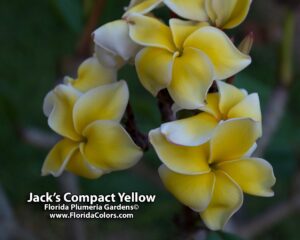 Jack's Yellow Compact plumeria photo