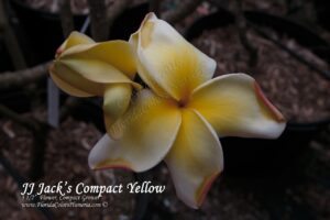 Jack's Yellow Compact plumeria photo